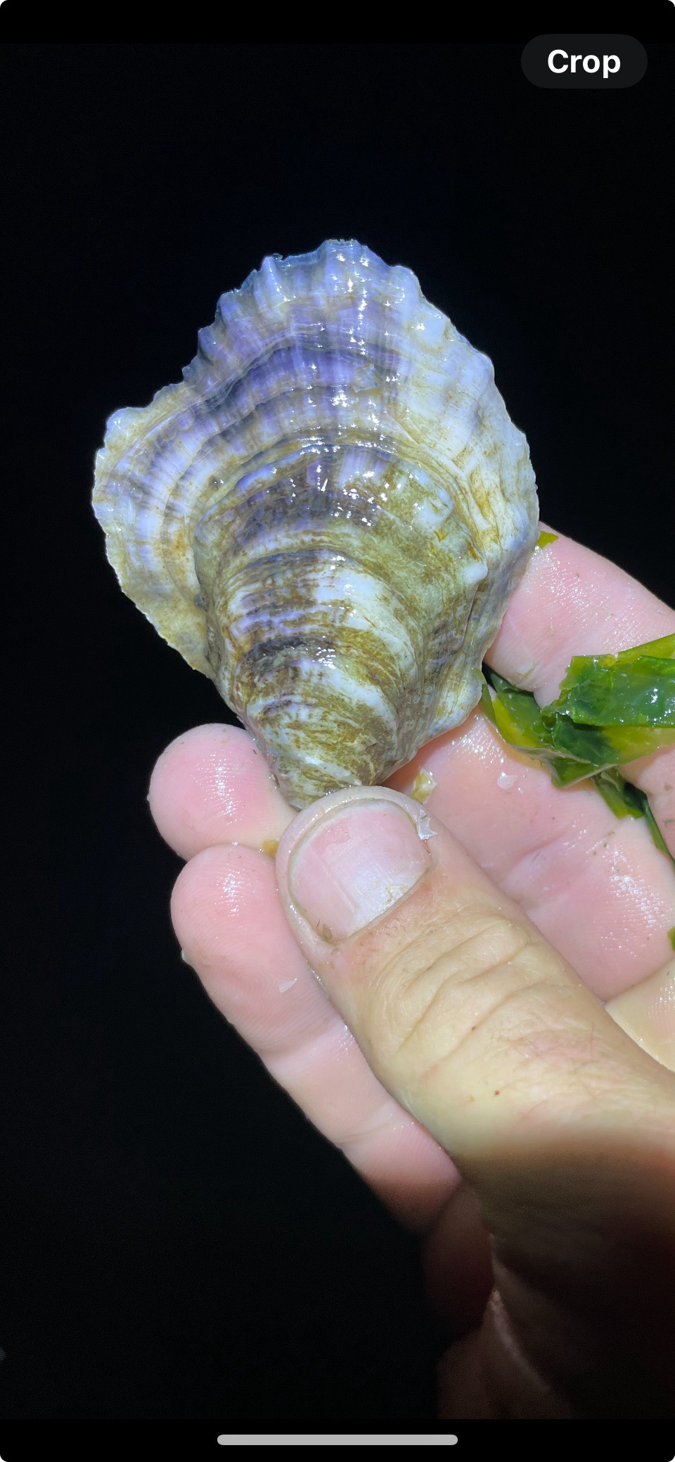 100 Seaside Oysters (Maryland, DC, Virginia shipping)